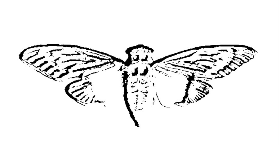 cicada3301logo