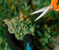 How To Grow A Cannabis Plant: The Ultimate Guide