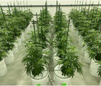 Cannabis Production: Tips to Consider