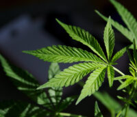 Why Marijuana Should Not Be Legalized